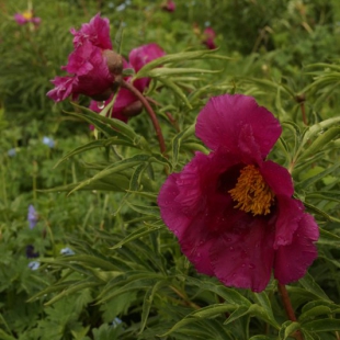 Paeonia hybrida